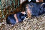Cavia: Cuy beertje, Dieren en Toebehoren, Knaagdieren, Cavia, Augustus, Mannelijk, Tam