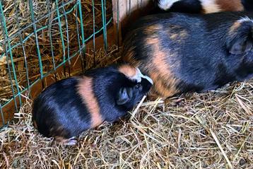 Cavia: Cuy beertje beschikbaar voor biedingen