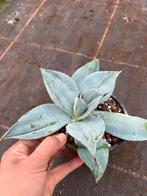 Agave dragoines, Tuin en Terras, Planten | Tuinplanten, Ophalen of Verzenden, Overige soorten, Volle zon