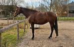 Hele lieve 7jarige merrie te koop, Dieren en Toebehoren, Paarden, Merrie, Gechipt, Dressuurpaard, Zadelmak