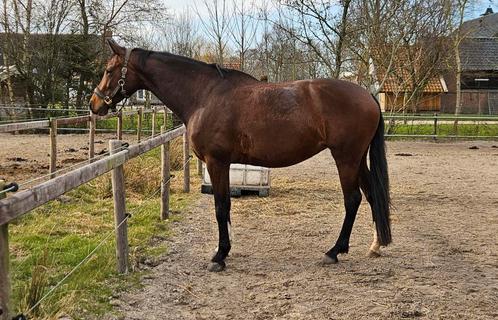 Hele lieve 7jarige merrie te koop, Dieren en Toebehoren, Paarden, Merrie, Zadelmak, 165 tot 170 cm, 7 tot 10 jaar, Dressuurpaard