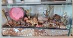 Terrarium 100x40x50 voor kleine knaagdieren, Dieren en Toebehoren, Gebruikt, Muis, Hok, 75 tot 110 cm