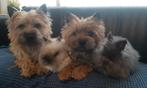 Teddy Dwerg koppeltje, Dieren en Toebehoren, Konijnen, Meerdere dieren, Dwerg