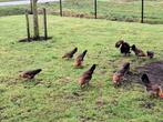 Mooi jong trio Drentse hoen, Dieren en Toebehoren, Pluimvee, Meerdere dieren, Kip