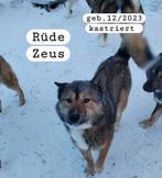 Reu en teef zoeken een thuis asielhondjes, Dieren en Toebehoren, Honden | Niet-rashonden, Particulier, Buitenland, Parvo, Meerdere