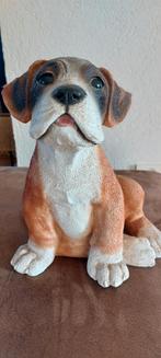 Te koop beetje zittende boxer, Ophalen of Verzenden, Zo goed als nieuw