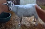 Dwerggeit bok licht blauwschimmel met tan CAE en CL-vrij, Dieren en Toebehoren, Schapen, Geiten en Varkens, Mannelijk, Geit, 0 tot 2 jaar