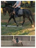 GEVRAAGD Super brave gezonde E-pony voor ponyclub, Dieren en Toebehoren, Pony's, Meerdere dieren, E pony (1.48m - 1.57m), Gechipt
