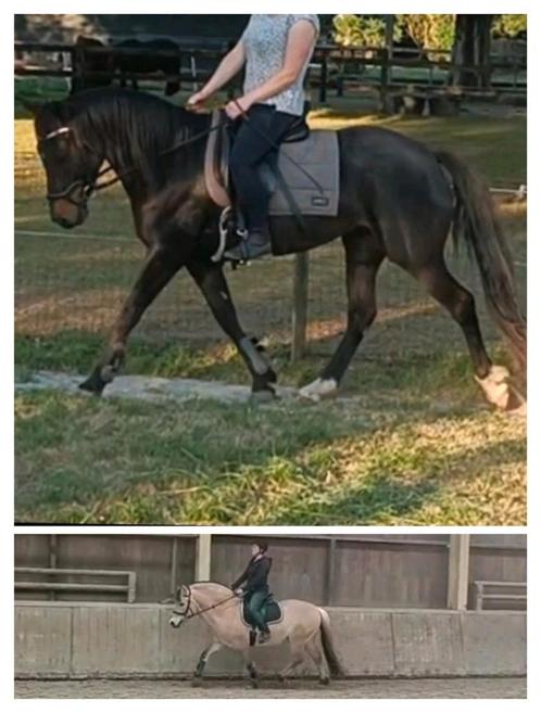 GEVRAAGD Super brave gezonde E-pony voor ponyclub, Dieren en Toebehoren, Pony's, Meerdere dieren, E pony (1.48m - 1.57m), Gechipt