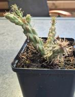 Cylindropuntia viridiflora

Cactus winterhard, Ophalen of Verzenden, Volle zon, Overige soorten
