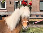 Leuke NAS hengst, Dieren en Toebehoren, Pony's, Hengst, A pony (tot 1.17m), 3 tot 6 jaar, Onbeleerd