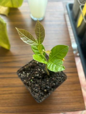 Inga edulis/ ijsjesboon, bio beschikbaar voor biedingen