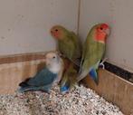 Jonge Agapornis roseicollis om tam te maken, Geslacht onbekend, Dwergpapegaai of Agapornis, Geringd