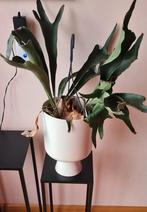 Hertshoorn, Ophalen, Halfschaduw, Minder dan 100 cm