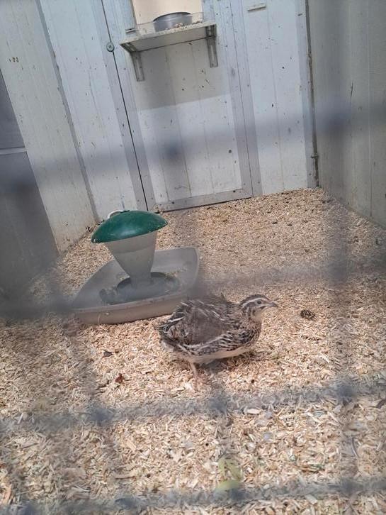 Diverse soorten Grondvogels, Dieren en Toebehoren, Vogels | Overige Vogels, Tropenvogel, Meerdere dieren