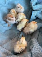 Ayam Serama 7 kuikens 6 dagen oud te koop, Dieren en Toebehoren, Pluimvee, Geslacht onbekend, Kip