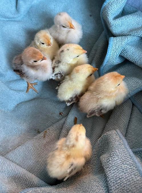 Ayam Serama 7 kuikens 6 dagen oud te koop, Dieren en Toebehoren, Pluimvee, Kip, Geslacht onbekend