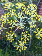 Venkel (Bladvenkel) zaden, Foeniculum vulgare, Verzenden