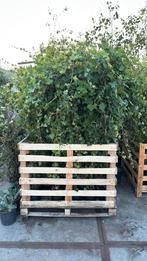 Nu of nooit zware hedera hoog 175 cm grote pot 4 pm 4,95, Ophalen, Vaste plant, Bloeit niet, Halfschaduw