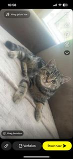 Britse korthaar kitten 3,5 maand, Poes