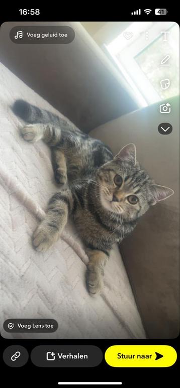 Britse korthaar kitten 3,5 maand beschikbaar voor biedingen