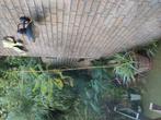 Jacaranda mimosifolia, Bloeit niet, Overige soorten, 100 tot 250 cm, Ophalen