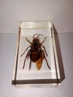 insect in epoxy hars 21, Ophalen of Verzenden, Nieuw, Insect, Opgezet dier