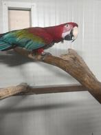 Groenvleugel ara pop 2019, Vrouwelijk, Papegaai, Geringd