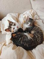 Zeer lieve kruising kittens, Dieren en Toebehoren, Meerdere dieren, Kortharig, 0 tot 2 jaar