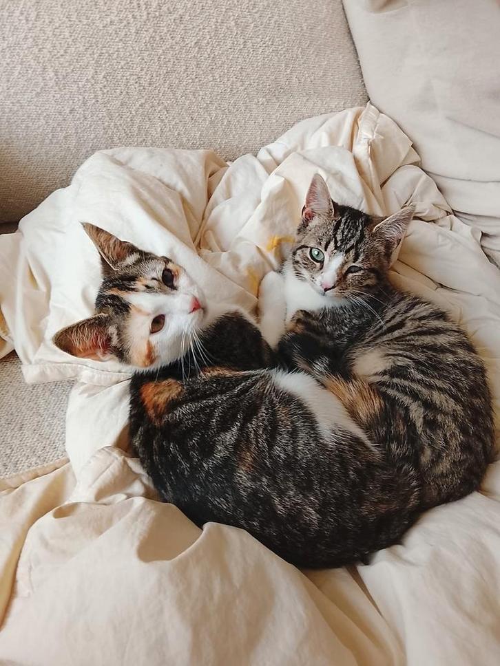 Zeer lieve kruising kittens, Dieren en Toebehoren, Katten en Kittens | Overige Katten, Kortharig, Meerdere dieren, 0 tot 2 jaar