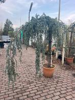 ceder altas met afhangende takken , exclusieve plant, Bloeit niet, Overige soorten, 250 tot 400 cm, Ophalen