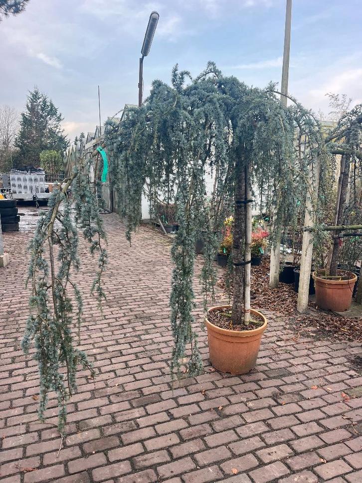 Ceder atlas met afhangende takken, zeer exclusieve plant, Tuin en Terras, Planten | Bomen, Overige soorten, 250 tot 400 cm, Volle zon