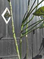 alocasia kunstplant, Huis en Inrichting, Kamerplanten, Ophalen of Verzenden, Overige soorten, In pot