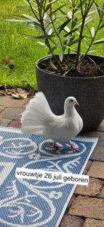 Pauwstaart duif vrouwtje, Dieren en Toebehoren, Vrouwelijk, Kropper