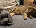 Britse korthaar kater Charlie bijna 3 jaar, 3 tot 5 jaar