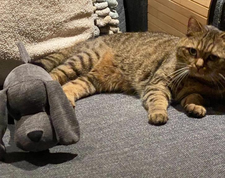 Britse korthaar kater Charlie bijna 3 jaar, Dieren en Toebehoren, Katten en Kittens | Dekkaters, 3 tot 5 jaar