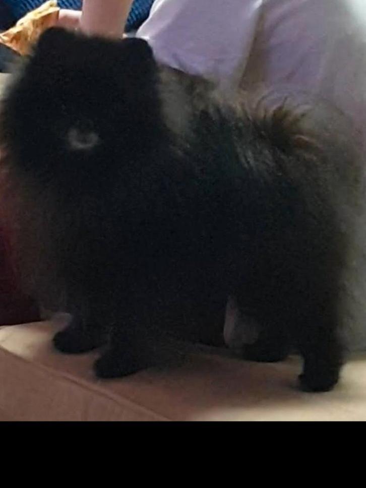 Dwergkees, pomeriaan dekreu, Dieren en Toebehoren, Honden | Dekreuen, Particulier, Eén hond, Buitenland, 3 tot 5 jaar, CDV (hondenziekte)