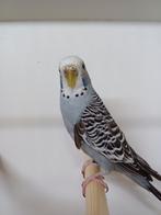 Grasparkiet, Dieren en Toebehoren, Meerdere dieren, Parkiet, Geringd