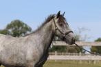 🌿 Tinker pony – 4 jaar – 1m21 – Grijs 🌿, Dieren en Toebehoren, Merrie, Zadelmak, 3 tot 6 jaar, Gechipt