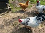 Hanen / haantje(s) Wyandotte  - ca 16 weken, Dieren en Toebehoren, Pluimvee, Mannelijk, Kip