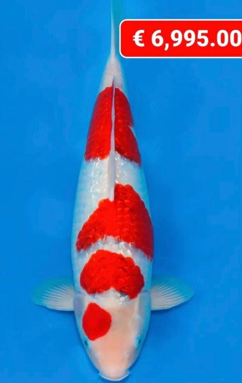 Opvang gezocht voor een paar maand koi. 6 stuks, Dieren en Toebehoren, Vissen | Vijvervissen, Karper of Koi