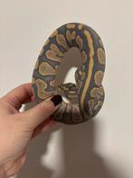 Ball phython Choco hypo 1.0, Dieren en Toebehoren, Reptielen en Amfibieën, Slang, 0 tot 2 jaar