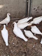 Witte postduiven  te koop, Dieren en Toebehoren, Meerdere dieren, Tropenvogel