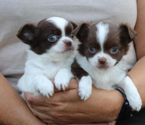langhaar chihuahua pups, Dieren en Toebehoren, Honden | Chihuahua's en Gezelschapshonden, Meerdere dieren, Chihuahua, Fokker | Professioneel