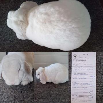 Zeldzaam ras rex dwerghangoor wit blauwoog voedsters rammen  beschikbaar voor biedingen