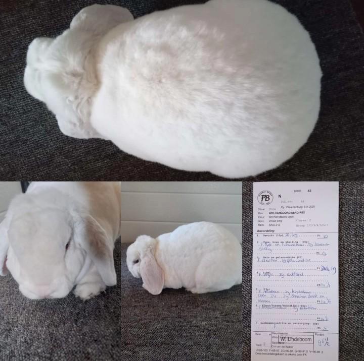 Zeldzaam ras rex dwerghangoor wit blauwoog voedsters rammen, Dieren en Toebehoren, Konijnen, Groot, Meerdere dieren