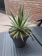 Te koop mooie grote agave plant zie foto's, Volle zon, Vaste plant, Bloeit niet, Ophalen