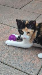 Lieve speelse kitten, Dieren en Toebehoren, Poes