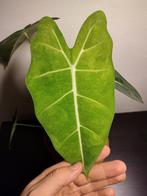 Alocasia Frydek mint variegata, Overige soorten, Minder dan 100 cm, Groene kamerplant, Halfschaduw