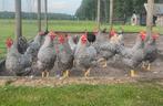 Mooie jonge Amrock Hanen, Dieren en Toebehoren, Pluimvee, Mannelijk, Kip